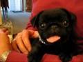 Our Pug M...