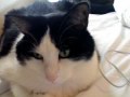Yoshimi watching Charlie bit my finger - again !