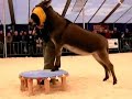 Esel-Akrobaten-Show 2007 / donkeys-acrobats-show  2007