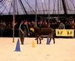 Esel-Akrobaten-Show 2007 / donkeys-acrobats-show 2007