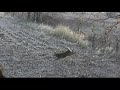 November Buck Bow Hunt