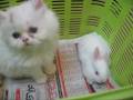 videos de Kitten and mysterious basket! (part 1)