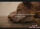 Help getting signatures.(Animal abuse)