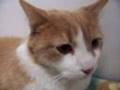 JACK Orange Male Cat at Noah's Kingdom Humane Society *ADOPTED*
