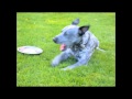 Emby playing with water bowl
