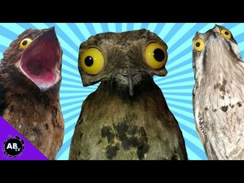 YouTube reptile video