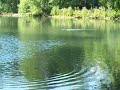 jumping fish jumping fish
