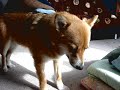 Dog  tired.