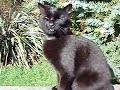 Welcome Home Shouting from Mac the Cat