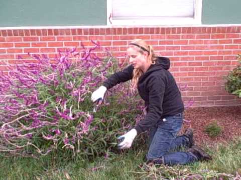 how to trim sage