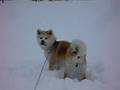 秋田犬「さくら」雪の中にもぐる