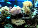 terics salt water tank