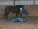 Hesaoneslickonetoo being worked with the tarp. Shown with Nicole Torturo of 3Drum