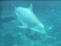 Dolphins playing With Bubble Rings (new 2008 video from CBS)