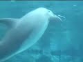 Dolphins playing With Bubble Rings (new 2008 video from CBS)
