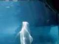 Dolphins playing With Bubble Rings (new 2008 video from CBS)