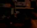 videos de pelea en 