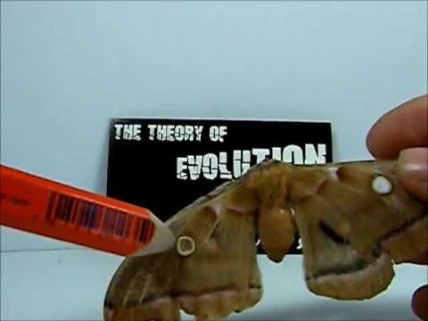 Crazy eyes Moth for Justin movie