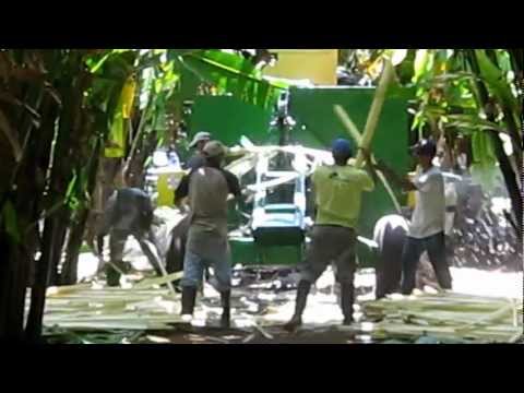 how to harvest abaca