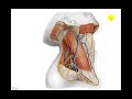 Plexo cervical