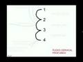 Plexo cervical