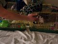 baby rats at 6 weeks of age baby rats at 6 weeks of age