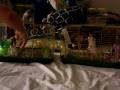 videos de baby rats at 6 weeks of age