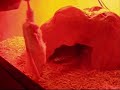 Corn snake 'killing' an already dead mouse