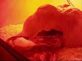snake-kills-mouse-flock.html