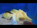 Frogfish Eating Chromis
