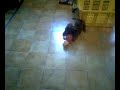 Killerdog