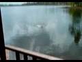 Labrador Retriever video