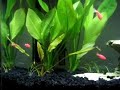 Glofish in their 6-gallon home Glofish in their 6-gallon home