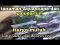 Jual Tanaman Aquascape Dan Ikan Hias