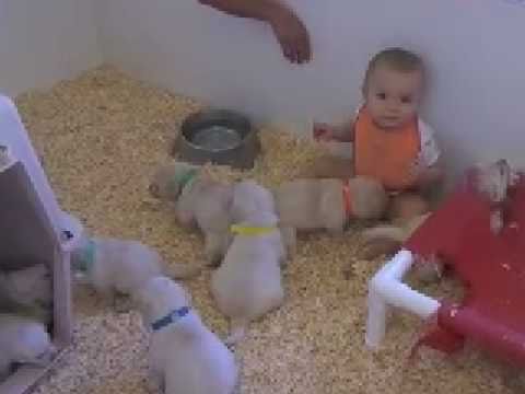 Labrador Puppies at Freshwater Labs