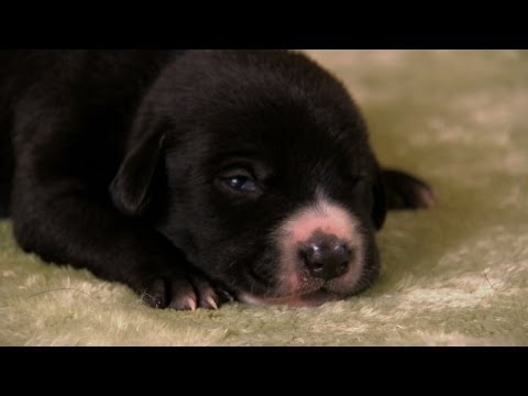 Lab Mix Puppies | Too Cute!