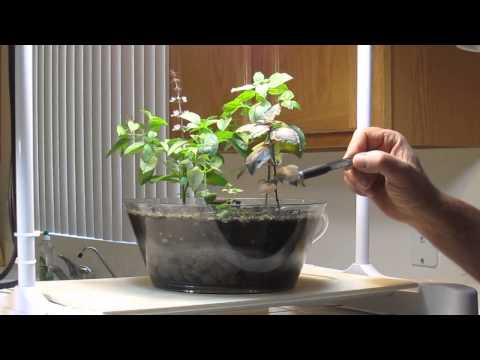 how to transplant air plants