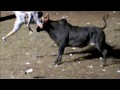 Espectaculares cojídas de Toros en... Ver Video