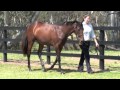 Magic Millions_Lot 99_Ad Valorem x Lustre