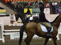 Womanizer- Horses Womanizer- Horses
