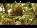 Part 5 Madagascar Island Ark - Before It's Too Late