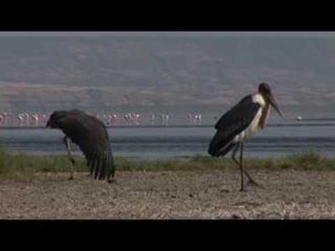 Imogen Heap in Tanzania
