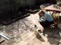 rough-collie-puppies