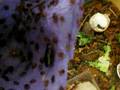 Loboptera decipiens colony