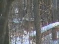 deer sighting 1/12/08