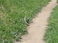 Rattlesnakes Rattlesnakes