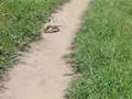 Rattlesnakes