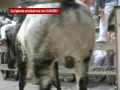 Ermitaño se encela con un mozo en la entrada del Callejón - SanFermines 2009