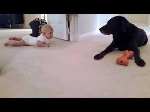 Baby’s first crawl with her dog… what a cute ending!