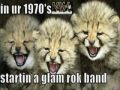 extreme funny cats (amazing Funny) Collection extreme funny cats (amazing Funny) Collection